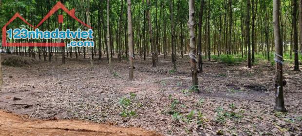 Bán lô đất đẹp tại huyện Phú Giáo, tỉnh Bình Dương diện tích hơn 1,1 Ha - 1