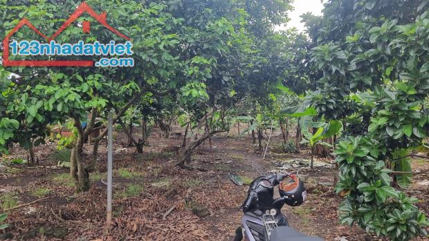 6800m2 vườn trái cây nhiều loại, 3 mặt tiền đường bê tông gần ngã tư Dầu Giây. Giá 750 tri - 5