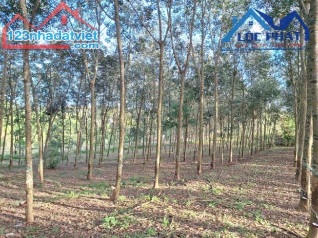 Bán đất 6200M2  mặt tiền đường QL56 xã Xuân Mỹ Huyện Cẩm Mỹ chỉ 15 tỷ - 2