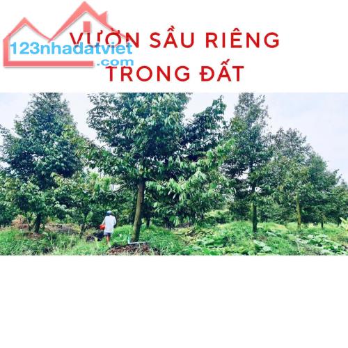 CHÍNH CHỦ - BÁN NHANH ĐẤT TẠI THỊ XÃ CAI LẬY, TIỀN GIANG CHỈ 5,3 TỶ 3000M2 - 1