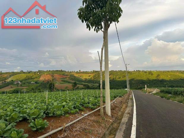 BÁN GẤP LÔ ĐẤT VIEW ĐỒI CHÈ TÂM CHÂU 1.000 HÉC TA NGAY NÚT GIAO CAO TỐC GIÁ CHỈ 500 TRIỆU - 3