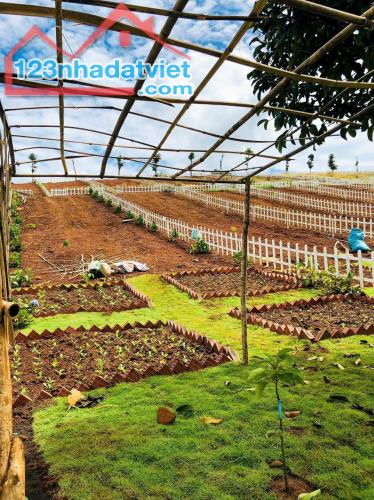 BÁN GẤP LÔ ĐẤT VIEW ĐỒI CHÈ TÂM CHÂU 1.000 HÉC TA NGAY NÚT GIAO CAO TỐC GIÁ CHỈ 500 TRIỆU - 5