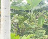 BÁN GẤP LÔ ĐẤT VƯỜN TRÁI CÂY SIÊU ĐẸP . GIÁP SÔNG ĐẠI BÌNH , 1 HA GIÁ 9 TỶ , HỢP LÀM KHU N