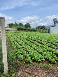 BÁN ĐẤT ĐẸP – XÃ ĐẠ RÒN, ĐƠN DƯƠNG, LÂM ĐỒNG - 2