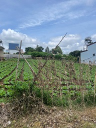 BÁN ĐẤT ĐẸP – XÃ ĐẠ RÒN, ĐƠN DƯƠNG, LÂM ĐỒNG - 4