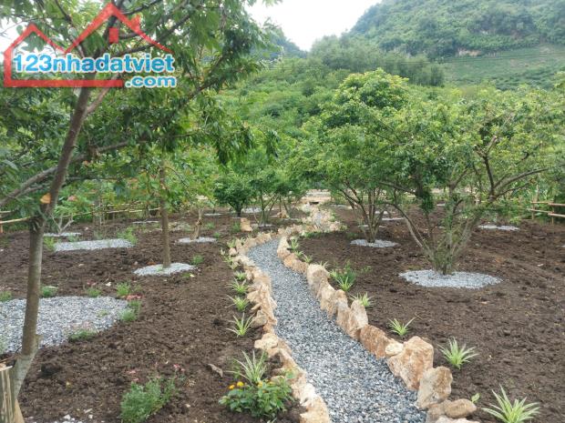 715m2 đất Thổ Cư tại tiểu khu Bó Bun thị xã Mộc Châu cần bán. Đất nở hậu vị trí đẹp. Phù - 1