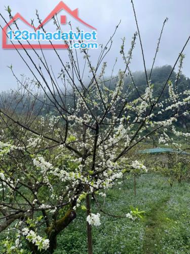 715m2 đất Thổ Cư tại tiểu khu Bó Bun thị xã Mộc Châu cần bán. Đất nở hậu vị trí đẹp. Phù - 3