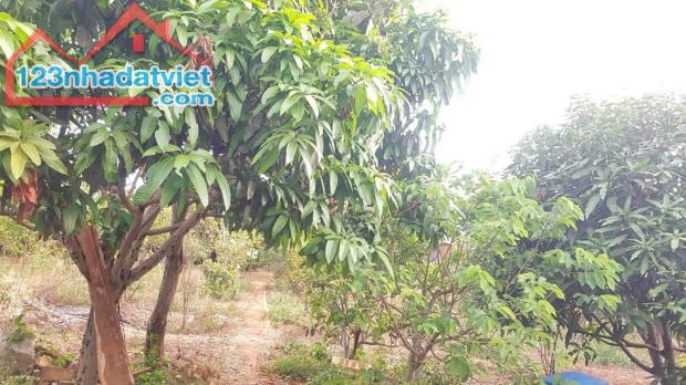 2,3 sào 600m thổ cư mặt tiền Nguyễn Thị Định phường Thành Nhất BMT - 2