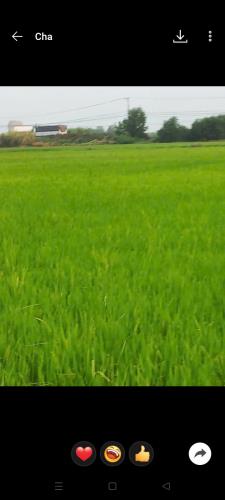 CHÍNH CHỦ CẦN BÁN ĐẤT Ở ĐƯỜNG  QUỐC LỘ N2 - XÃ LONG THẠNH - THỦ THỪA - LONG AN. - 2