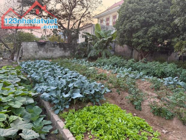 Đất lô góc xã Trường Thành, An Lão, Hải Phòng - 1