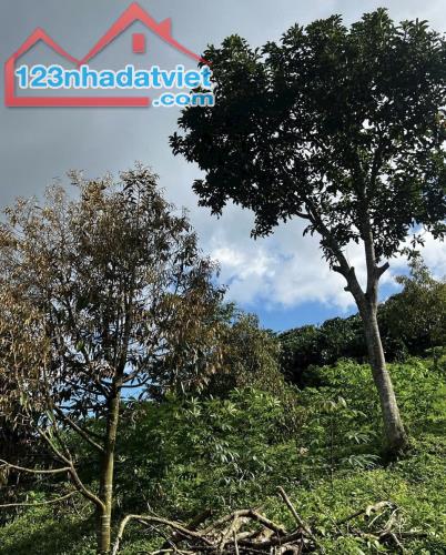 Bán đất vườn Phan Huy Ích Lộc Châu Bảo Lộc. 🆘 750tr cho 2000m2 - 1