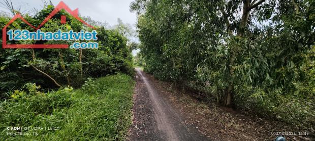 Bán lô đất thổ phân lô mặt tiền đê bao giá 1,5 tỷ - 3