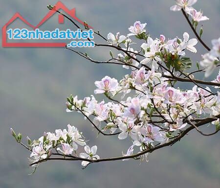 🍒 CĂN MẶT TIỀN 5,5M MẶT PHỐ TRẦN QUANG KHẢI. ĐOẠN GẦN HILTON - BRG LEGEND . GIÁ CHỈ 9,8 T