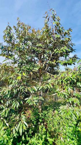 1 sào 6 hẻm 473/56 Y Moan rẻ trái sau khu dân cư - 2