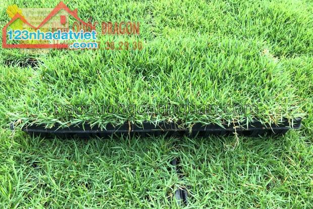 Cỏ nhung Nhật, cỏ bedmuda thảm,cỏ lá gừng đủ loại ở Đồng Nai