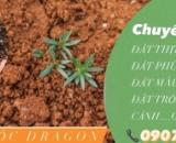Cung cấp đất màu trồng cây, đất đỏ giá rẻ ở Đồng Nai, Long An, BRVT, Bình Dương, HCM