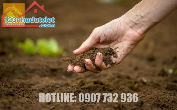Bạn cần nơi cung cấp đất màu trồng các loại rau sạch? - 1