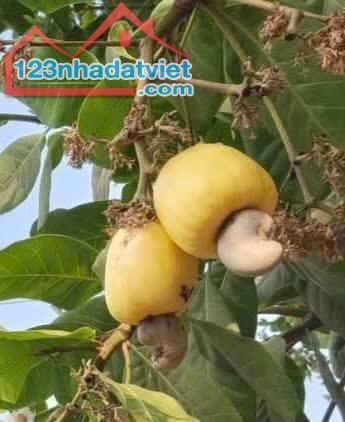 SIÊU HÓT MỚI VỀ, CHÍNH CHỦ CHỈ CÓ. DUC HOA LONG AN
*** Đất full thổ cư MT đường nhựa xây - 1