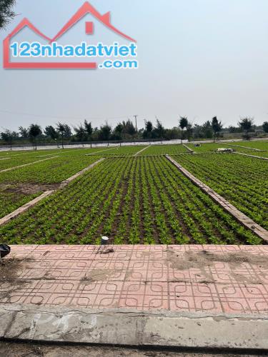 Khu đất biển Quất Lâm giá rẻ nhất thị trường - 2