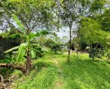 CẦN CHUYỂN NHƯỢNG GẤP LÔ ĐẤT ĐỂ TRẢ NỢ NGÂN HÀNG GIÁ CẢ THƯƠNG LƯỢNG