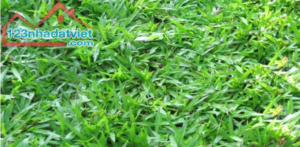 Thi công cung cấp trồng cỏ tự nhiên ở hcm, đồng nai, long an