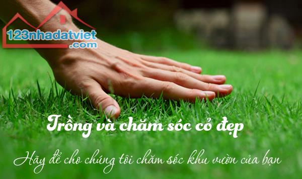 Trồng Cỏ lá gừng tự nhiên sân bóng, sân golf ở HCM, Đồng Nai - 1