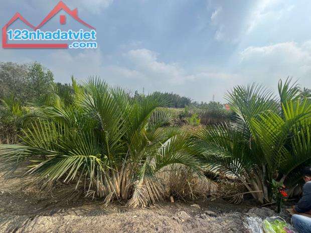 Bán đất Rừng Sác, Bình Khánh, Cần Giờ: 20 x 21, giá 850 triệu. - 1