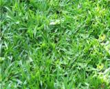 Thi công cung cấp trồng cỏ tự nhiên ở hcm, đồng nai, long an