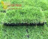 Cỏ nhung Nhật, Cung cấp cỏ nhung số lượng lớn chất lượng ở Đồng Nai