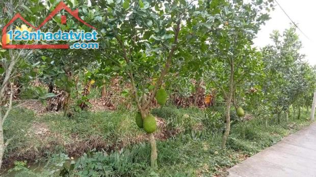 3,7công đất vườn,ấp Thới Thuận,Thới Sơn,TP.Mỹ Tho,Tiền Giang - 2