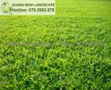 Trồng cỏ lá gừng dài trồng tại nhà máy uy tín ở Đồng Nai, HCM