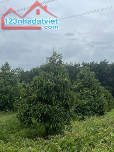 Cần ra nha nhà vườn chính chủ sổ sẵn - 1