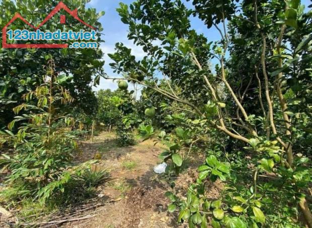 Cần ra nha nhà vườn chính chủ sổ sẵn - 2