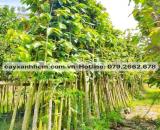 Công ty cây xanh–Cây công trình, cây nội thất đô thị giá rẻ ở Đồng Nai