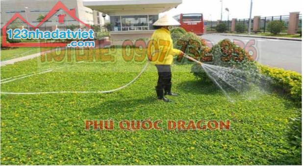 Chăm sóc,bảo dưỡng cây xanh cảnh quan tiện lợi ở Đồng Nai