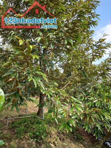 Chính Chủ Bán Đất CLN Diện Tích 902.7m2 Tại Xã Tam Bình, Huyện Cai Lậy - 1