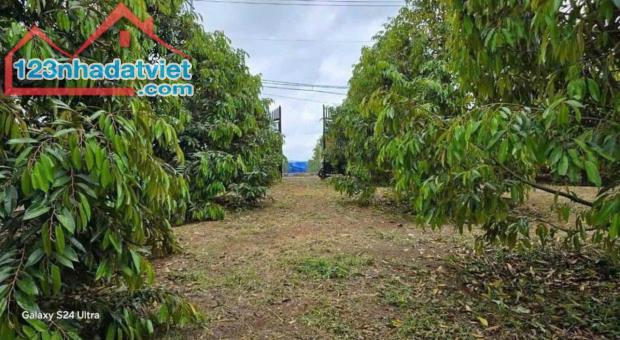 GIA ĐÌNH TÔI SANG MỸ ĐỊNH CƯ NÊN CẦN BÁN GÂP VƯỜN SẦU RIÊNG 300 CÂY CHUẨN BỊ THU HOẠCH - 4