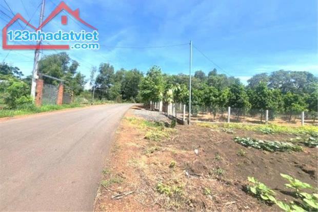 3.450M2 LÔ GÓC ĐƯỜNG NHỰA SỐ 7, 2 MẶT TIỀN, GẦN BECAMEX – CHƠN THÀNH, SHR CHÍNH CHỦ 890TR - 2