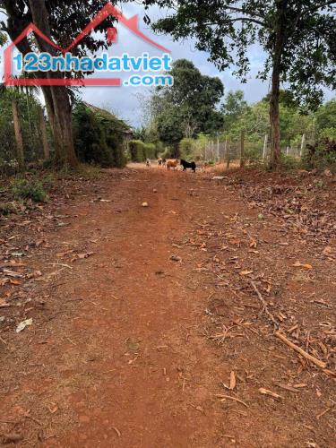 Phường An Lạc thị xã Buôn Hồ đất full thổ cư 5m x 30m - 1