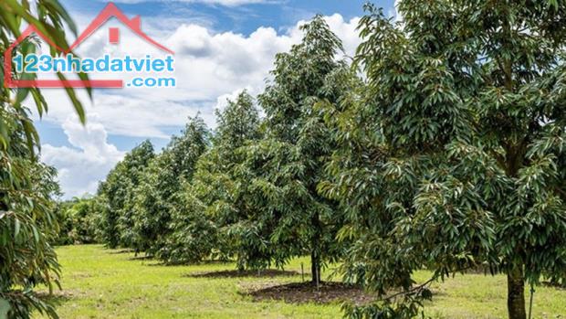 BÁN GẤP NHỮNG MẢNH ĐẤT VƯỜN + THỔ CƯ GIÁ NGỘP TẠI XÃ HÀNG GÒN CHO QUÝ KHÁCH LỰA CHỌN - 1