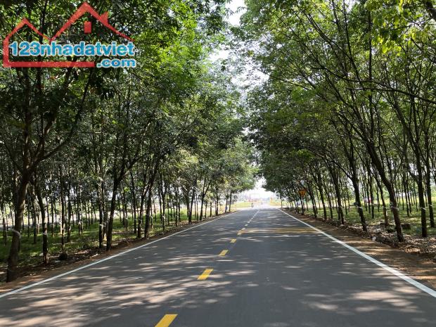 🌿 SIÊU PHẨM VIEW HỒ TRỊ AN - ĐẦU TƯ SINH LỜI, NGHỈ DƯỠNG TUYỆT VỜI! 🌿 - 1