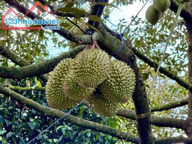 ĐẤT VƯỜN CÓ SẴN 300M2 THỔ CƯ - SẴN NHÀ MÁI THÁI – MẶT TIỀN ĐƯỜNG 770B - NGAY NÚT GIAO CAO - 3