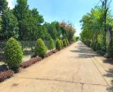 ĐẤT VƯỜN CÂY ĂN TRÁI 1000M² GẦN KCN DẦU GIÂY – GIÁ CHỈ 750 TRIỆU – CÓ SẴN CÂY ĂN TRÁI, ĐƯỜ