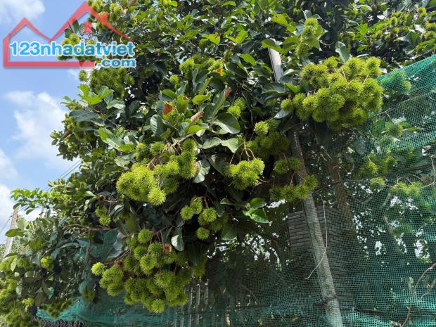 Kẹt tiền bán gấp vườn cây ăn trái 1000m2 cách Long Khánh chỉ 500m - gần TPHCM chỉ 50p di c - 1