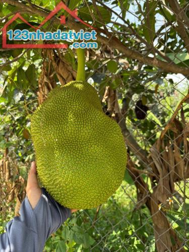 Kẹt tiền bán gấp vườn cây ăn trái 1000m2 cách Long Khánh chỉ 500m - gần TPHCM chỉ 50p di c - 3