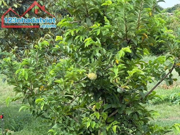 Kẹt tiền bán gấp vườn cây ăn trái 1000m2 cách Long Khánh chỉ 500m - gần TPHCM chỉ 50p di c - 5