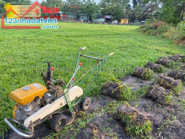 Cỏ nhung Nhật giá tốt Ở HCM, Đồng Nai, BRVT SLL