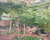 BÁN ĐẤT THỔ CƯ RẺ - P. TÂN THỚI NHẤT, Q12 - 84 M2 - GẦN  QL1A - HẺM ÔTÔ - CHỈ 4.2 TỶ -
