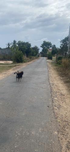 BÁN ĐẤT MẶT TIỀN ĐƯỜNG NHỰA CHÂU THÀNH Tây NINH 1000M2 CÓ 100 THỔ CƯ GIÁ 900TR(TL) - 1