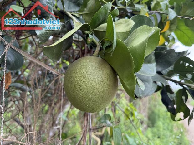 Gia đình cần bán gấp lô đất vườn có sẵn căn nhà xinh xắn tại Hưng Lộc – Thống Nhất - 1